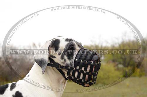 leather dog muzzle