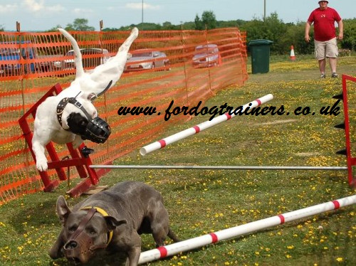 Big Police Dog Muzzle