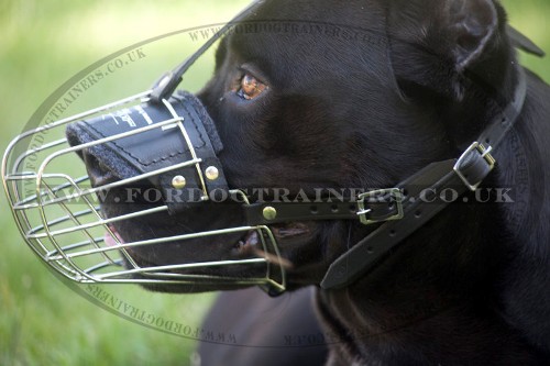 Cane Corso Muzzle UK