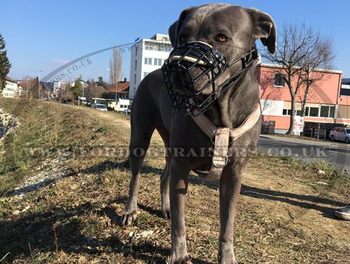 Cane Corso Mastiff Muzzle Size