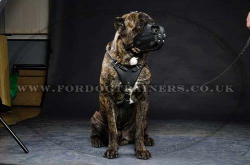 Cane Corso training dog muzzle