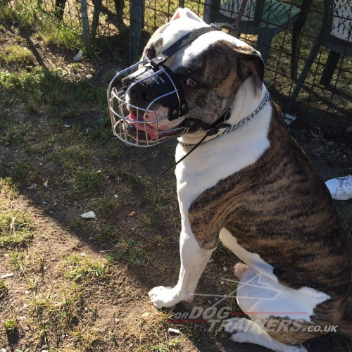 american bulldog muzzle