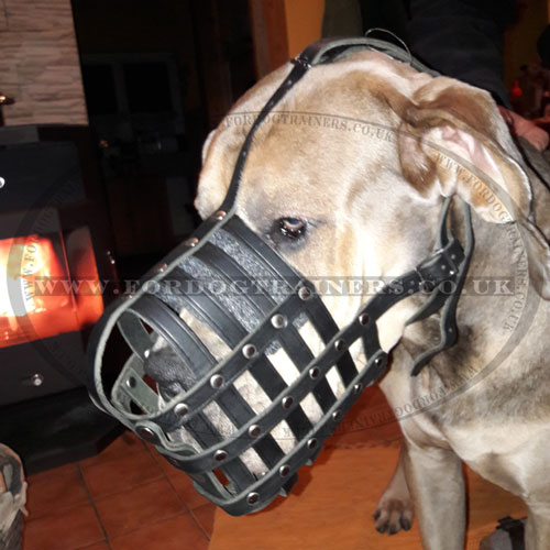 Great Dane Dog Muzzle