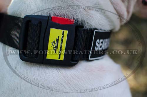 English Bull Terrier collar for dog training