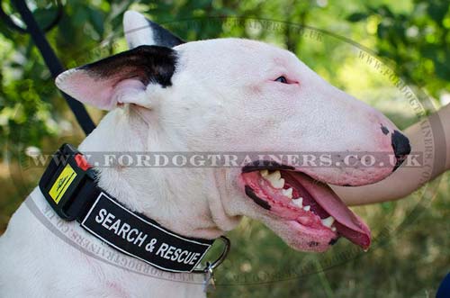 English Bull Terrier collar for dog training