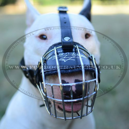 English Bull Terrier Dog Muzzle