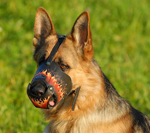 Best Dog Muzzle for Everyday Use