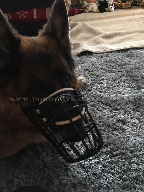 German Shepherd Black Muzzle