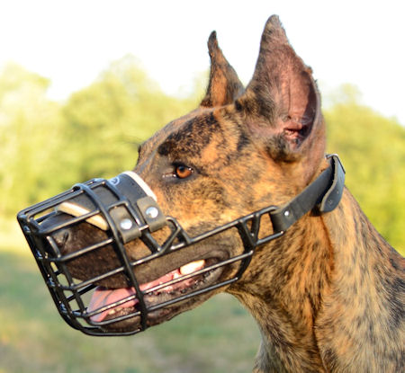 The Best Dog Muzzle for Great Dane