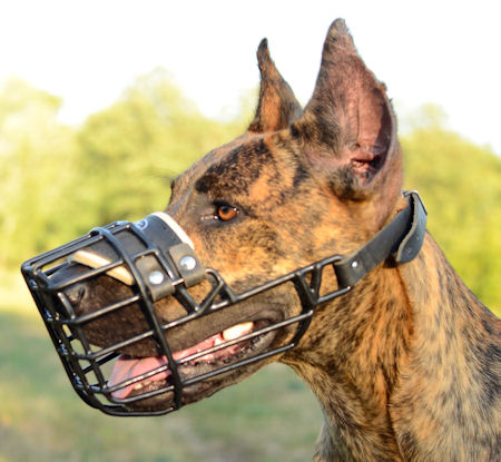 The Best Dog Muzzle for Great Dane