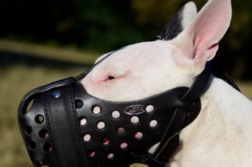 The
Best Universal Dog Muzzle