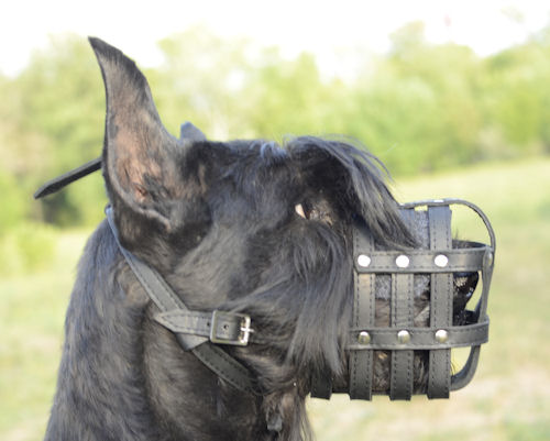 leather dog muzzle
