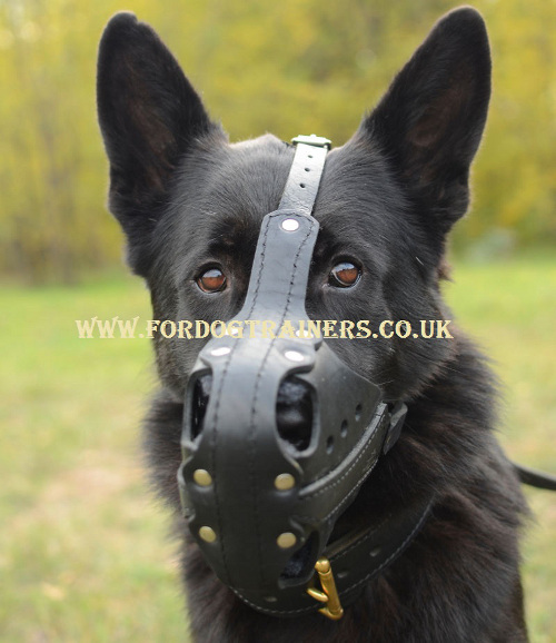 German Shepherd Muzzle K9