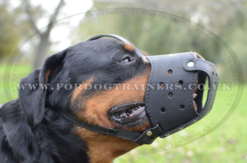 Leather
Dog Muzzle for Rottweiler