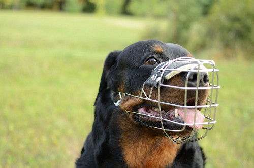 Rottweiler Dog Muzzle UK