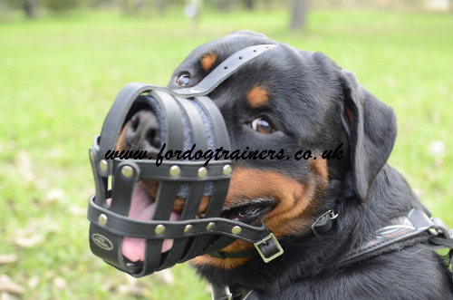 Rottweiler muzzles UK