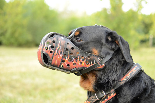 Rottweiler Muzzle