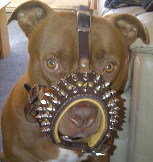 Leather Dog Muzzle with glancing spikes