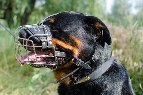 large dog muzzle