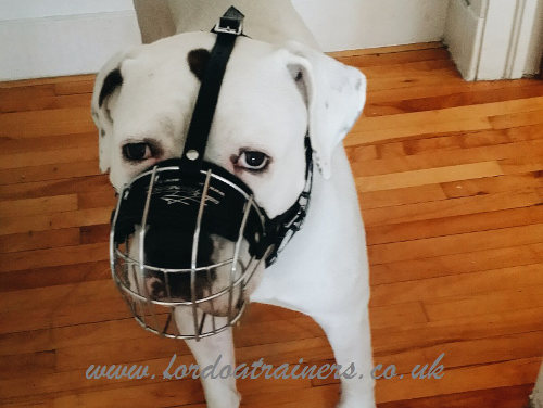 american bulldog muzzles uk