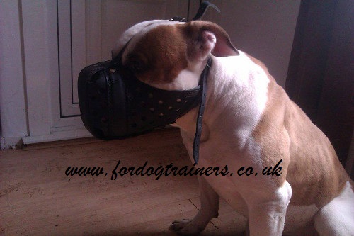 american bulldog muzzle uk