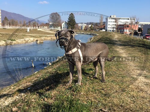 large dog muzzle