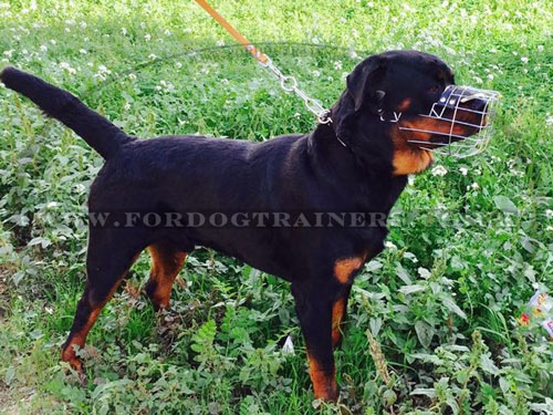 Rottweiler Muzzles UK