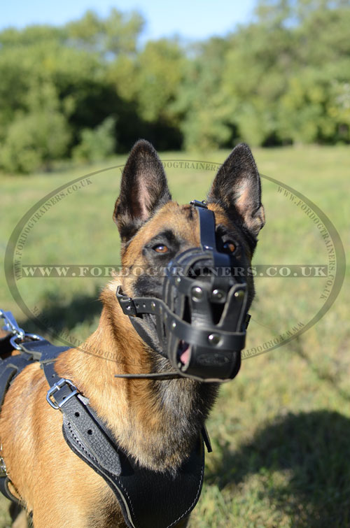 Belgian Malinois Basket Muzzle