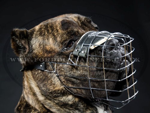 Best Dog Muzzle for Cane Corso