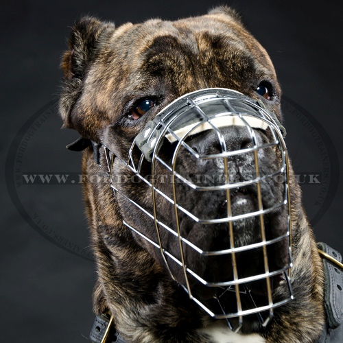 Cane Corso Muzzle for Mastiffs