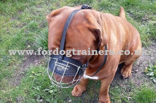 Padded Dog Muzzle for Dogue De Bordeaux