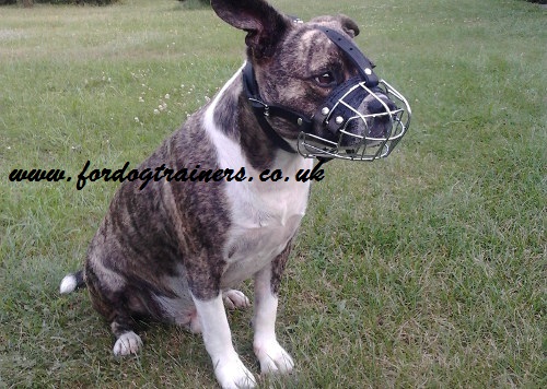 best dog muzzle