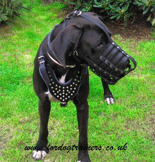 Leather Muzzle for Dogs