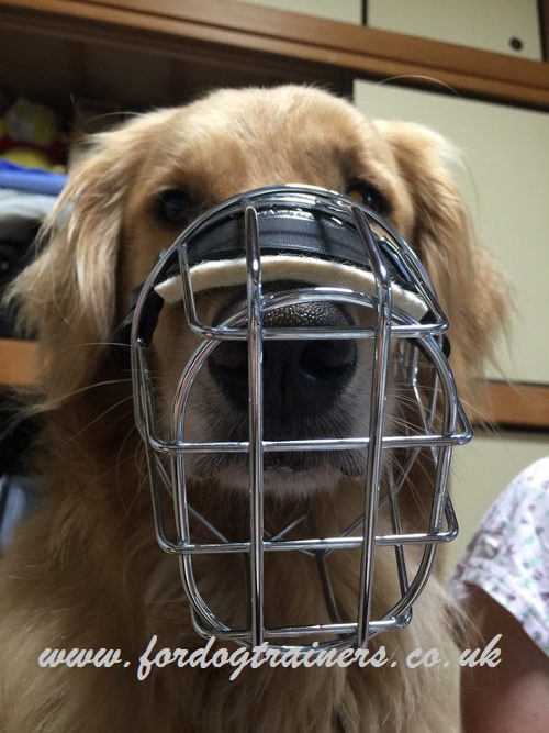 Breathable Dog Muzzle for Golden Retriever