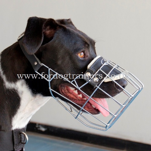 Pitbull muzzle for sale hot sale