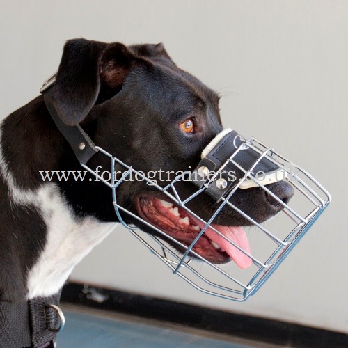 Buy Dog Muzzle for Pitbull Size