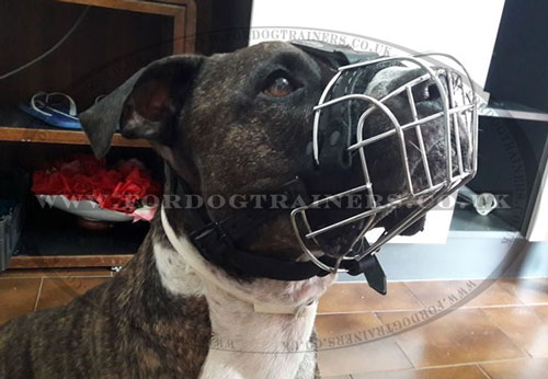 Best Dog Muzzle for Pitbull