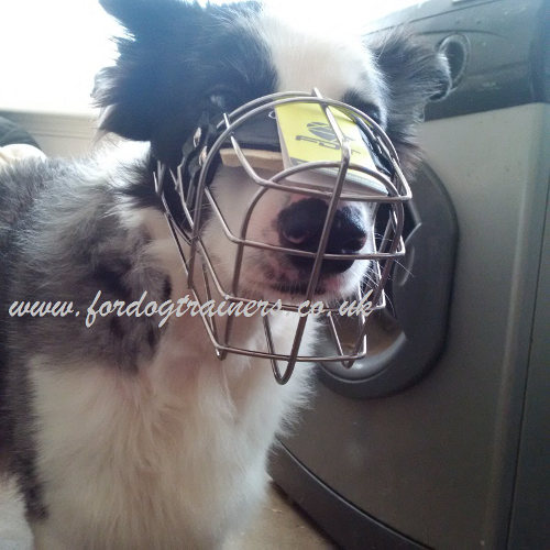 Border Collie muzzle