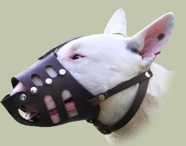 Where Can I Buy A Muzzle For My Dog Where Can I Buy A Muzzle For My Dog