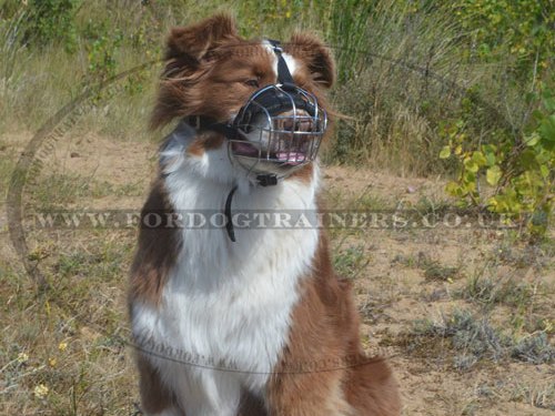 dog basket muzzle for collie