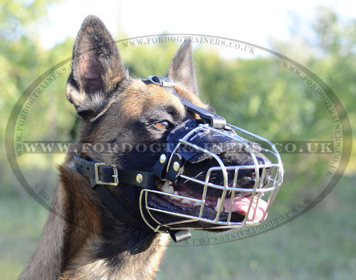 Belgian Malinois Muzzle Size