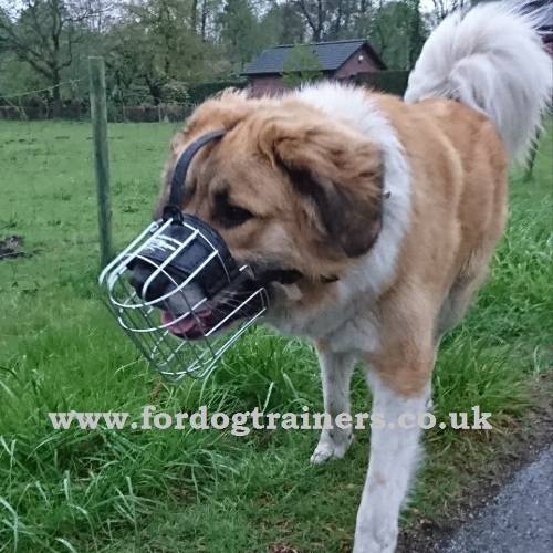 Caucasian Shepherd Muzzles UK