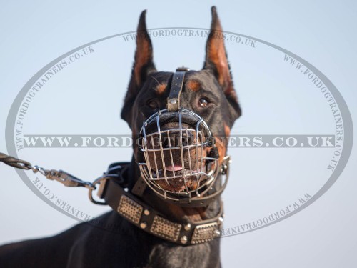 Best Doberman Muzzle Size