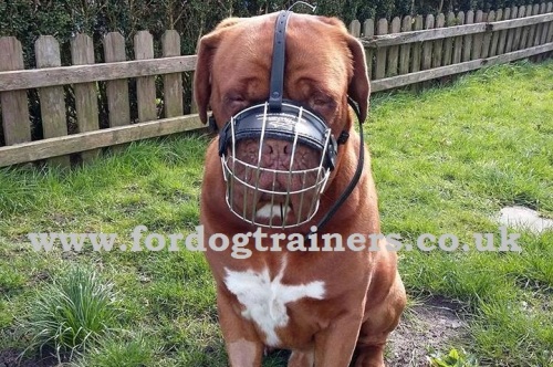 Wire basket dog muzzle for Dogue De Bordeaux