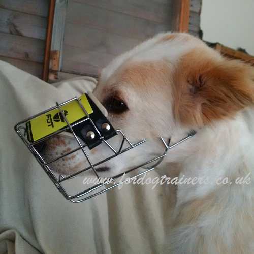 The Best Dog Muzzle for Dog Comfort best dog muzzle for drinking