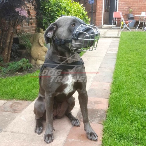 dog wire muzzle for Cane Corso