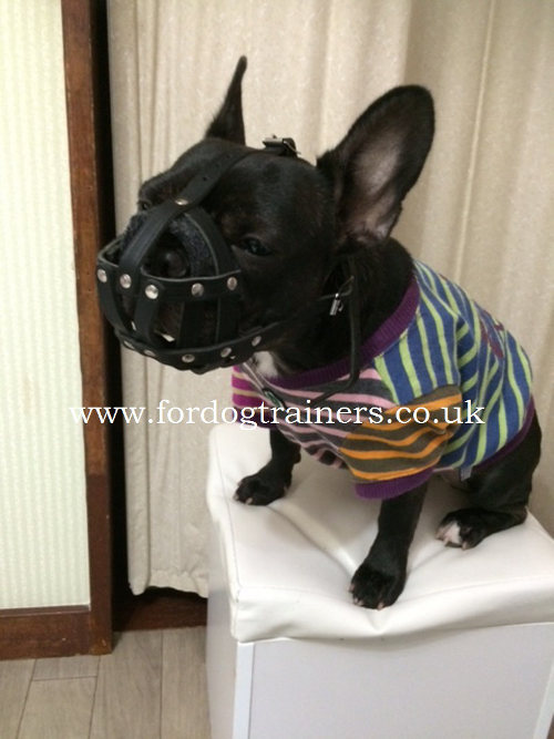 French Bulldog muzzle