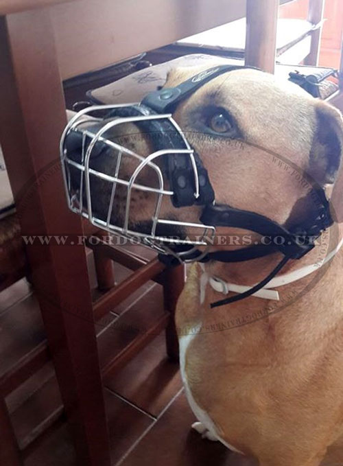 Pitbull Muzzle Size