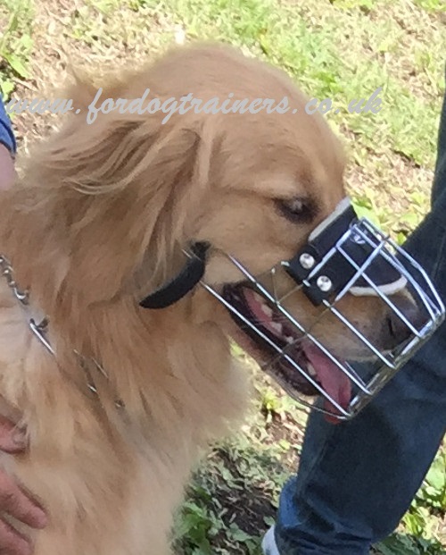 Golden Retriever muzzle UK