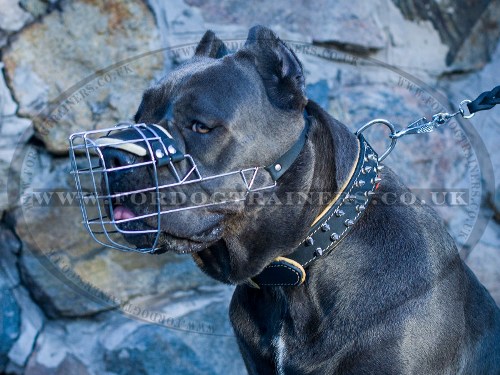 Cane Corso Muzzle UK